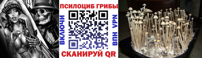 Псилоцибиновые грибы GOLDEN TEACHER Купить закладки Плёс